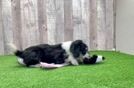 Sweet Mini Aussiedoodle Baby