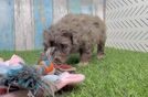 Energetic Havadoodle Poodle Mix Puppy