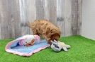 Cavapoo Pup Being Cute