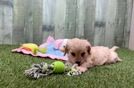 Meet Saban - our Cavachon Puppy Video