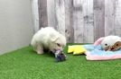 Bichon Frise Puppy for Adoption