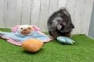 Best Pomeranian Baby