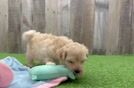 Maltipoo Pup Being Cute