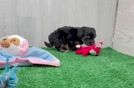 Meet Janis - our Yorkie Poo Puppy Video