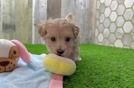 Maltipoo Puppy for Adoption