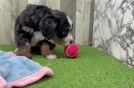 Meet Sara - our Mini Bernedoodle Puppy Video