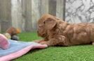 Petite Mini Goldendoodle Poodle Mix Pup