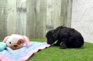 Meet Vogue - our Mini Aussiedoodle Puppy Video