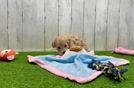 Best Maltipoo Baby