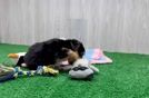 Yorkie Poo Puppy for Adoption