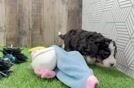 Smart Mini Bernedoodle Poodle Mix Pup