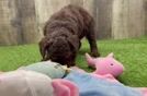 Small Poodle Baby