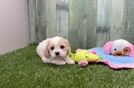 Meet Zander - our Cavapoo Puppy Video