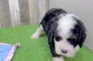 Playful Bernadoodle Poodle Mix Puppy