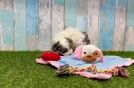 Meet Carlos - our Havapoo Puppy Video
