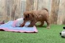 Cavapoo Puppy for Adoption