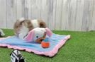 Meet Saffron - our Pomeranian Puppy Video