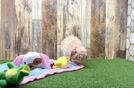Meet Easton - our Maltipoo Puppy Video