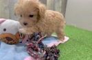 Best Maltipoo Baby