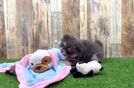 Meet London - our Pomeranian Puppy Video
