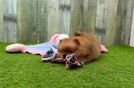 Pomeranian Puppy for Adoption