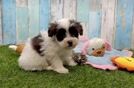 Little Havadoodle Poodle Mix Puppy