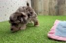Petite Havapoo Poodle Mix Pup