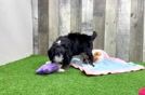 Playful Mini Bernepoo Poodle Mix Puppy