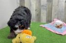 Best Mini Bernedoodle Baby