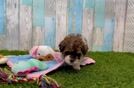 Meet Java - our Havapoo Puppy Video