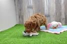 Energetic Cavoodle Poodle Mix Puppy