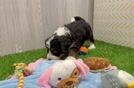 Friendly Mini Bernedoodle Baby