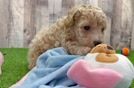 Playful Bichpoo Poodle Mix Puppy