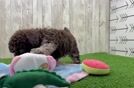Poodle Puppy for Adoption