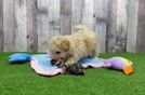 Fluffy Poochon Poodle Mix Pup