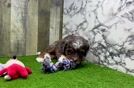 Meet Zea - our Mini Bernedoodle Puppy Video