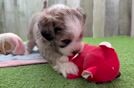 Cute Ausstzu Designer Puppy