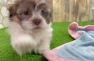 Playful Havanese Baby