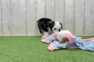 Funny Mini Aussiedoodle Poodle Mix Pup