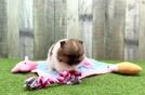 Popular Pomeranian Purebred Pup