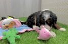 Playful Mini Bernesedoodle Poodle Mix Puppy