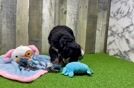 Meet Sergeant - our Mini Bernedoodle Puppy Video