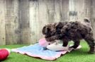 Popular Poodle Baby