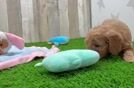 Mini Goldendoodle Puppy for Adoption