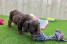 Cute Mini Doxiedoodle Poodle Mix Pup
