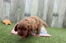 Fluffy Cavapoo Poodle Mix Pup