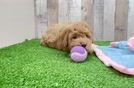 Best Mini Goldendoodle Baby