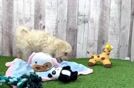 Poochon Puppy for Adoption