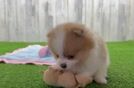 Funny Pomeranian Baby