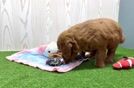 Mini Goldendoodle Puppy for Adoption